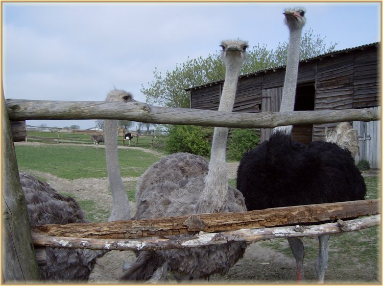 HPIM0507.JPG